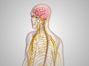 Brain and Nervous System and Body 3D Model