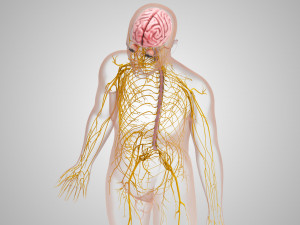 Brain and Nervous System and Body 3D Model