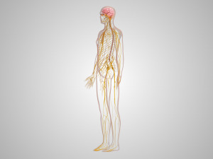 Brain and Nervous System and Body 3D Model