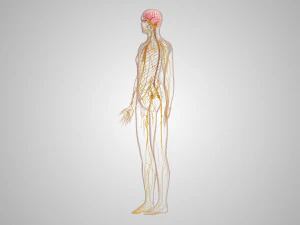 Brain and Nervous System and Body 3D Model