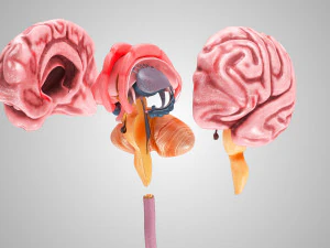Brain and Nervous System and Body 3D Model