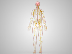 Brain and Nervous System and Body 3D Model