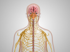 Brain and Nervous System and Body 3D Model