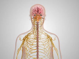 Brain and Nervous System and Body 3D Model