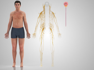 Brain and Nervous System and Body 3D Model