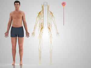 Brain and Nervous System and Body 3D Model
