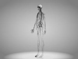 Brain and Nervous System and Body 3D Model