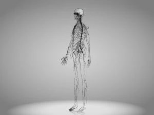 Brain and Nervous System and Body 3D Model