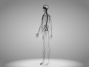 Brain and Nervous System and Body 3D Model