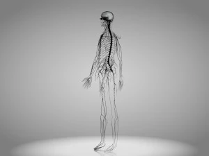 Brain and Nervous System and Body 3D Model