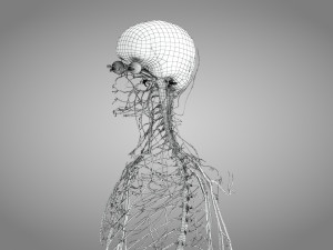 Brain and Nervous System and Body 3D Model