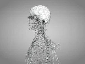 Brain and Nervous System and Body 3D Model