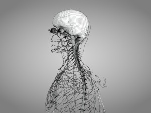 Brain and Nervous System and Body 3D Model