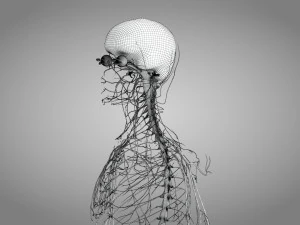 Brain and Nervous System and Body 3D Model