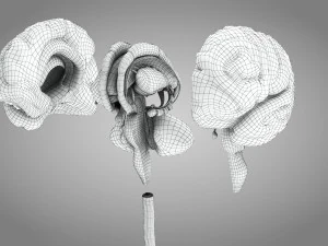 Brain and Nervous System and Body 3D Model