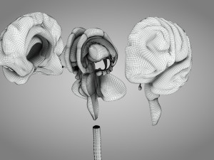 Brain and Nervous System and Body 3D Model