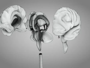 Brain and Nervous System and Body 3D Model