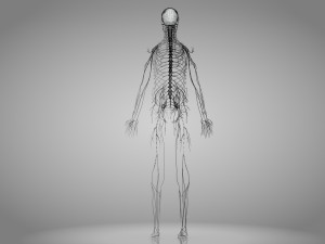 Brain and Nervous System and Body 3D Model