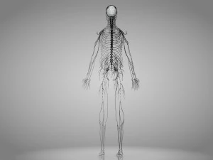 Brain and Nervous System and Body 3D Model