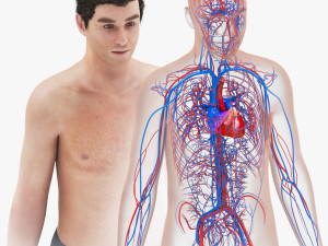 Human Cardiovascular System with Body 3D 模型