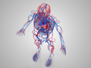 Human Cardiovascular System with Body 3Dモデル