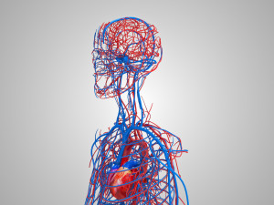 Human Cardiovascular System with Body 3Dモデル