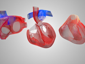 Human Cardiovascular System with Body 3Dモデル