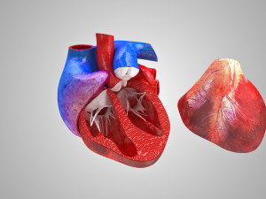 Human Cardiovascular System with Body 3Dモデル