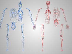 Human Cardiovascular System with Body 3Dモデル