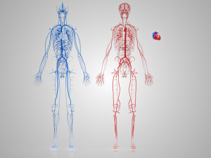 Human Cardiovascular System with Body 3Dモデル