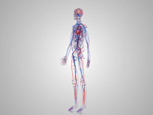 Human Cardiovascular System with Body 3Dモデル