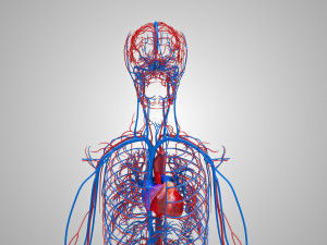 Human Cardiovascular System with Body 3Dモデル