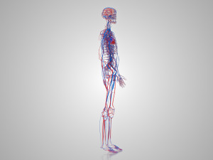 Human Cardiovascular System with Body 3Dモデル