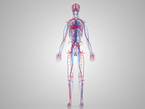 Human Cardiovascular System with Body 3Dモデル