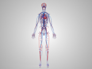 Human Cardiovascular System with Body 3Dモデル