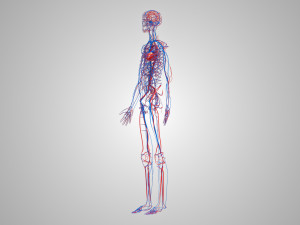 Human Cardiovascular System with Body 3Dモデル