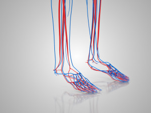 Human Cardiovascular System with Body 3Dモデル
