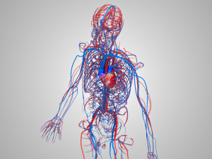 Human Cardiovascular System with Body 3Dモデル
