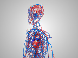 Human Cardiovascular System with Body 3Dモデル