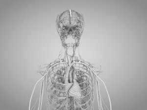Human Cardiovascular System with Body 3Dモデル