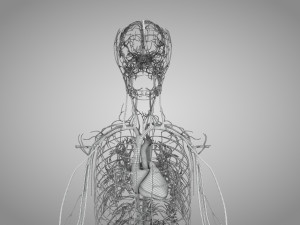 Human Cardiovascular System with Body 3Dモデル
