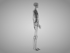 Human Cardiovascular System with Body 3Dモデル