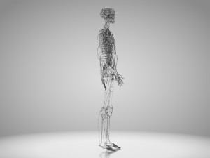 Human Cardiovascular System with Body 3Dモデル