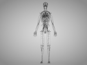 Human Cardiovascular System with Body 3Dモデル