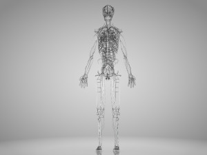 Human Cardiovascular System with Body 3Dモデル
