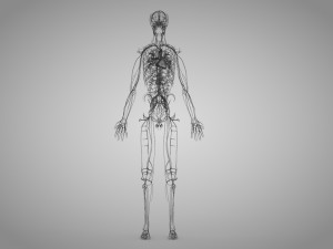 Human Cardiovascular System with Body 3Dモデル