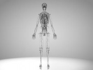Human Cardiovascular System with Body 3Dモデル