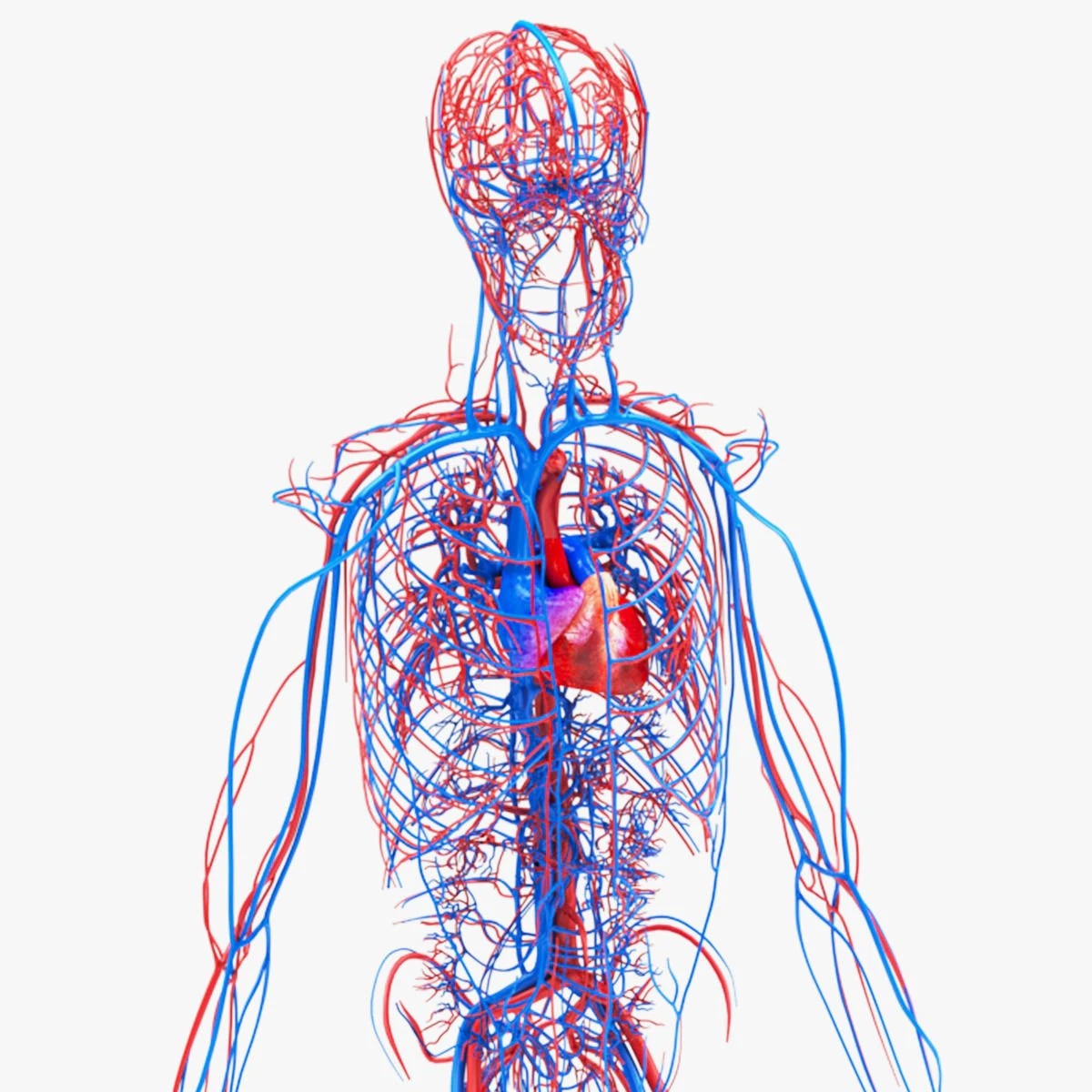 Human Circulatory System 3D Model .c4d .max .obj .3ds .fbx .stl .blend 