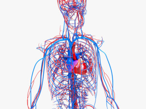 Human Circulatory System 3D 模型