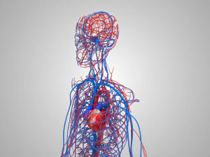 Human Circulatory System 3D Model